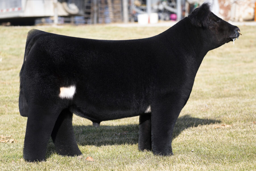 Club Calves/Rodgers Bulls Archives - Pure Beef Genetics