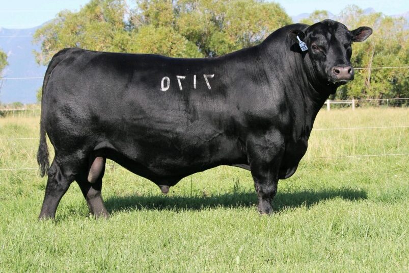 Coleman Marshall 7170 - Pure Beef Genetics