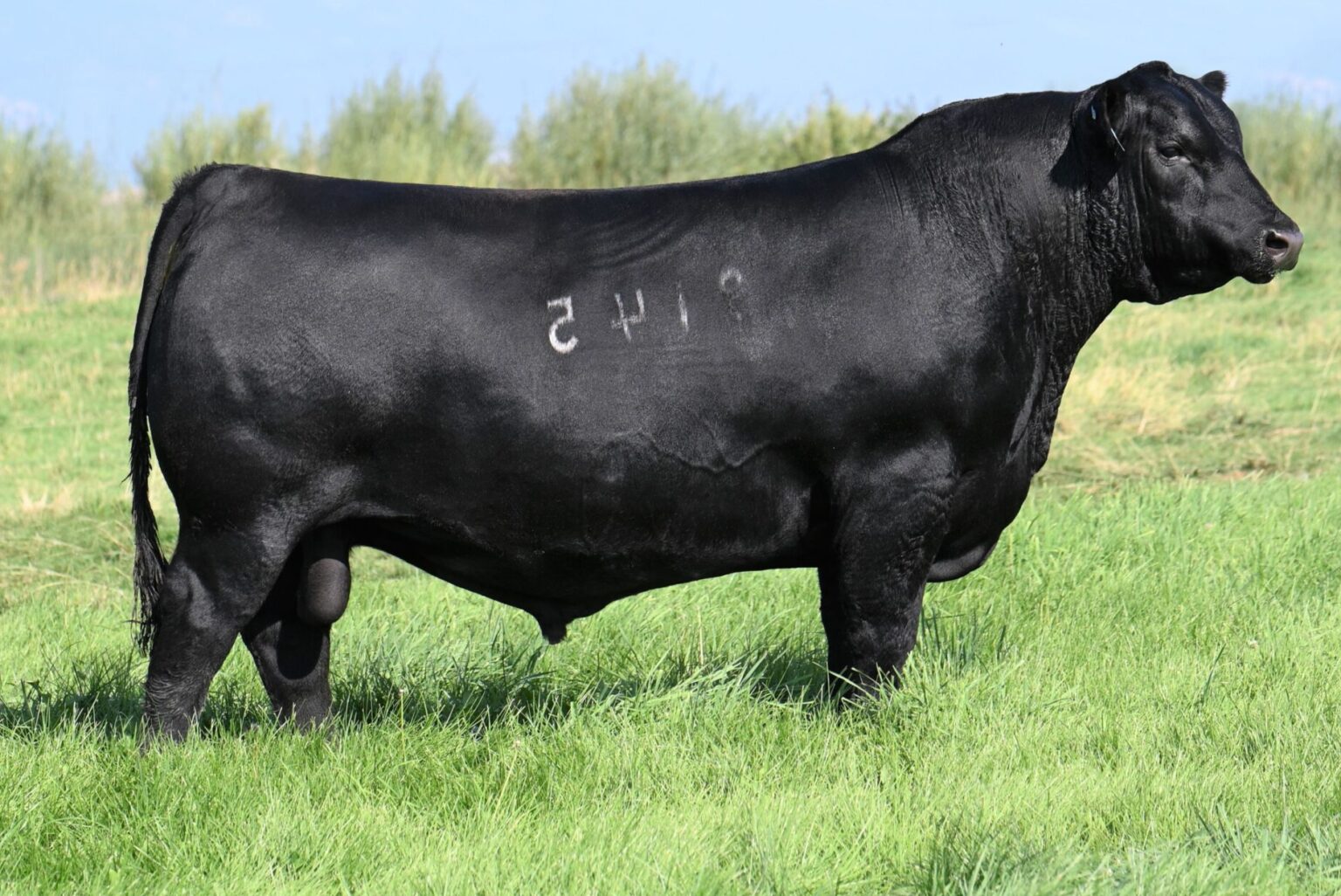 Coleman Triumph 9145 - Pure Beef Genetics