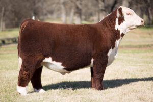 Sire Semen Sales Pure Beef Genetics - 