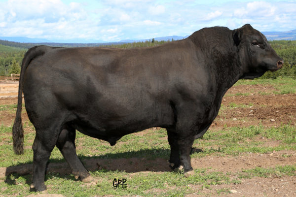 bar-e-l-natural-law-52y-pure-beef-genetics