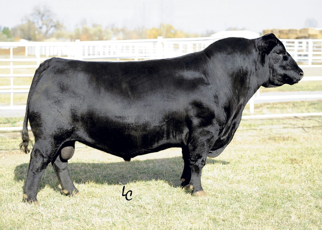 OCC Unmistakable 946U - Pure Beef Genetics