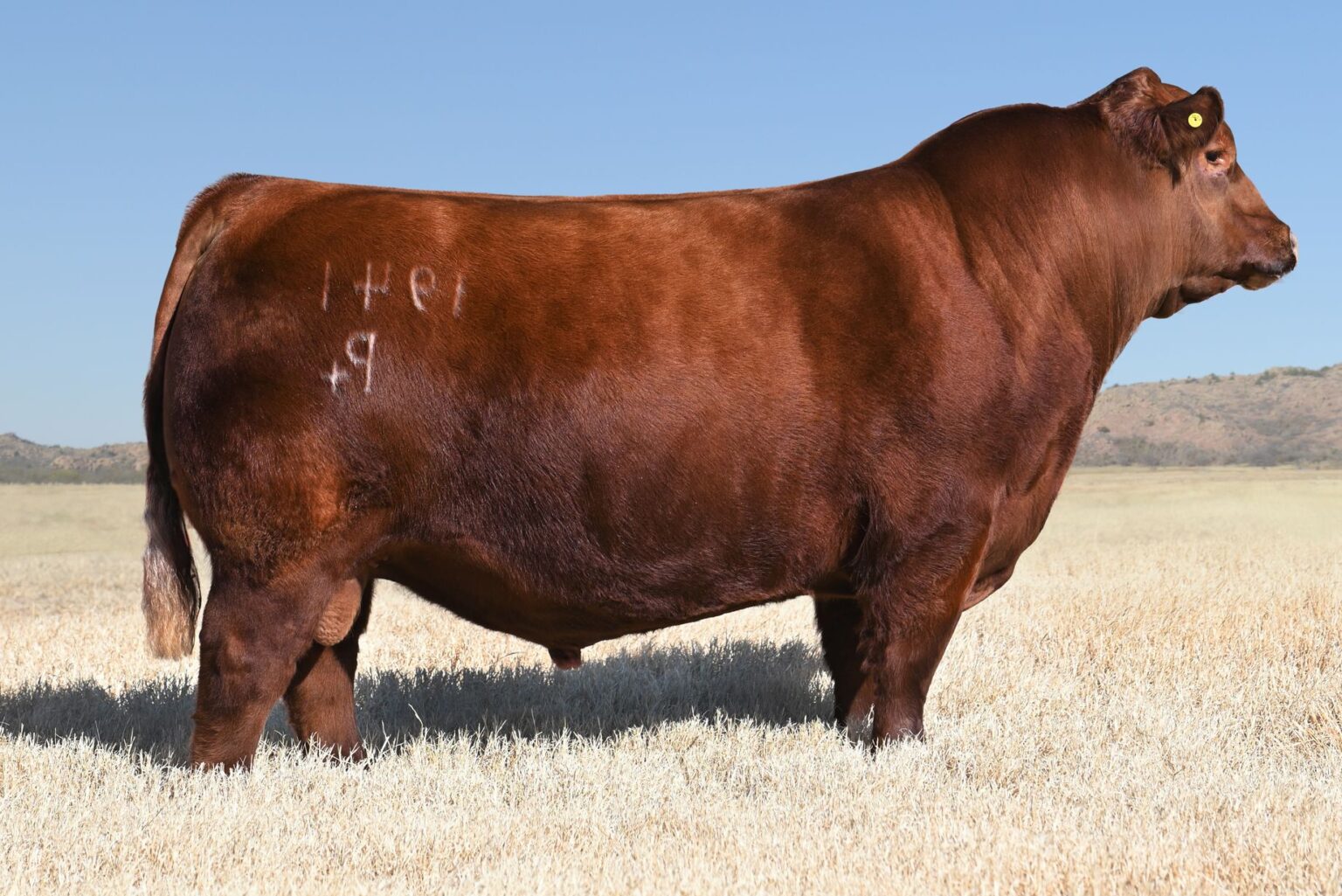 Red Angus Sire Semen Sales - Pure Beef Genetics